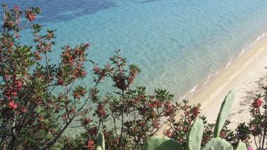 griekenland_centraal-macedonie_chalkidiki_egeische-zee_strand_bloem_cactus