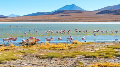 chili_lauca-national-park_landschap_flamingo_b.jpg