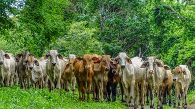 costa-rica_guanacaste_rincon-de-la-vieja_koe_w