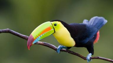 costa-rica_dier_vogel_toekan_1_b