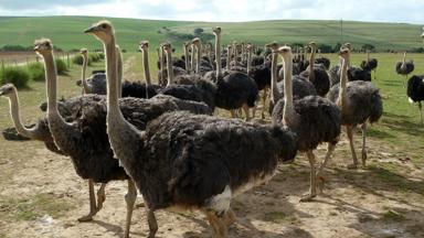 zuid-afrika_west-kaap_oudtshoorn_struisvogels-2_f