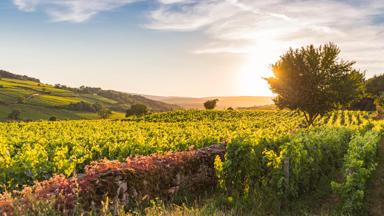 frankrijk_bourgogne_beaune_pommard_wijngaarden-zon-boom_shutterstock