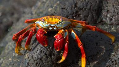 ecuador_galapagos_krab-op-rots_b