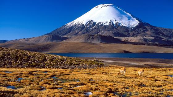 chili_lauca_dieren_vulkaan_lama_alpaca_meer_a