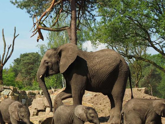 Impressie van Safaripark Beekse Bergen