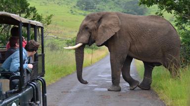 zuid-afrika_kwazulu-natal_hluhluwe-umfolozi-national-park_gamedrive_olifant_groep_w