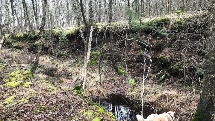 Wandelroutecontroleur: Wandelen met je hond Emmen