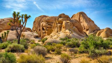 verenigde-staten_californie_joshua-tree-nationaal-park_bomen-rots_shutterstock