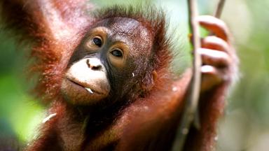 maleisie_sarawak_siburan_semenggoh-nature-reserve_orang-oetan_b