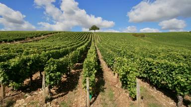 frankrijk_tarn_gaillac_wijngaard_shutterstock_1776084731