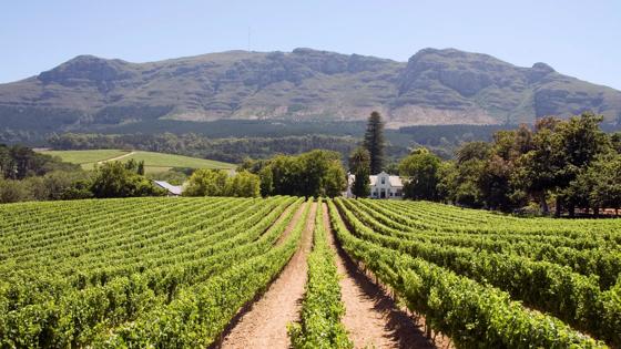 zuid-afrika_stellenbosch_wijngaard_berg_getty