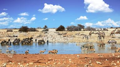namibie_etosha-national-park_waterpoel_giraffe_waterbuffel_impala_zebra_onyx-gazelle_b.jpg