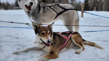 finland_posio_huskysafari_6