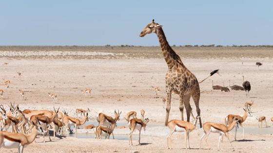 namibie_etosha-national-park_drinkplaats_waterhole_giraffe_springbok_struisvogel_b