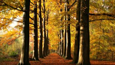 Forest path with autumn fall.
