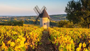 frankrijk_bourgogne_santenay_molen_wijnveld_wijnstok_boom_landschap_zonsondergang_getty_