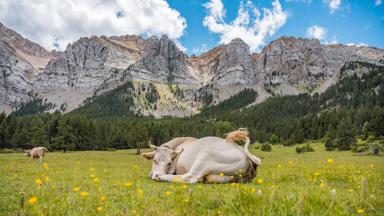 spanje_pyreneeen_koe_GettyImages-1385727327