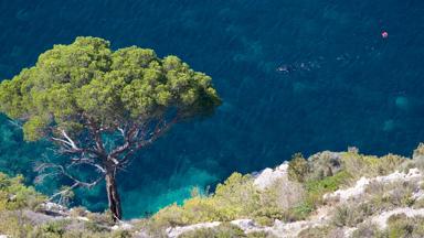 frankrijk_provence-alpes-cote-dazur_calanque-de-morgiou_rots_boom_kust_zee_shutterstock