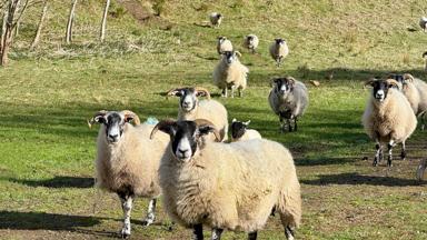 Fox_Schotland_Aberfeldy_blackface schapen