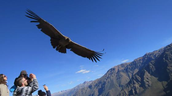 peru_colca canyon_condor vliegend close up_w