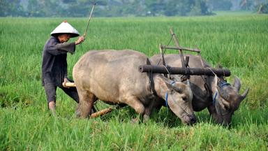 indonesie_java_kalibaru_platteland_man_local_buffel_w