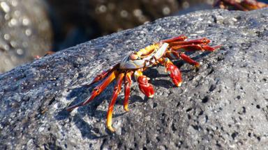 ecuador_galapagos-eilanden_krab_dier_w