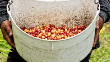 colombia_triangulo-del-cafe_koffieplukker_koffiebonen_b