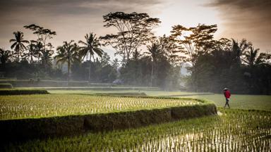 indonesie_bali_ubud_rijstveld_rijstboer_shutterstock_219357802.jpg