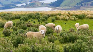 nieuw-zeeland_zuidereiland_dunedin_schapen_meer_heuvels_struiken_getty