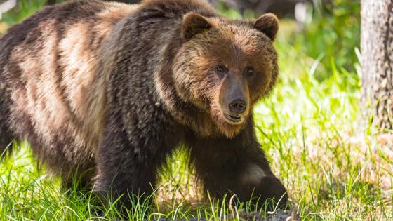 canada_dieren_beer_grizzly-beer_b