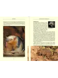 Reisgids Pantanal Wildlife 2
