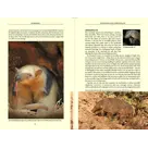 Reisgids Pantanal Wildlife 2