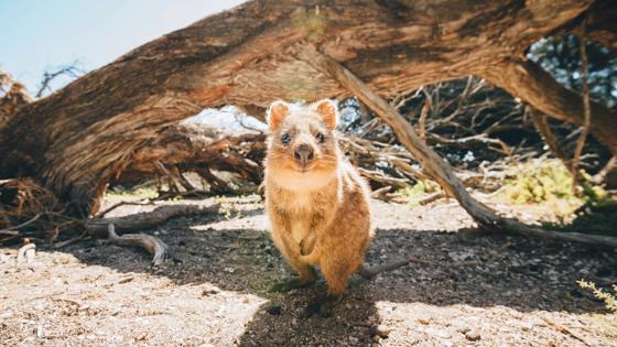 australie_west-australie_perth_rottnest-island_quokka_getty