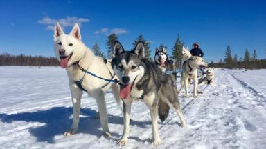 FinsLapland_Posio_HotelKirikeskus_HuskiesKota-Husky_h.jpg