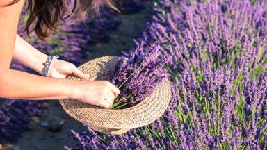 frankrijk_provence_grasse_lavendel_vrouw-armen_getty