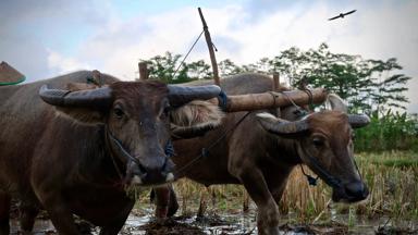 indonesie_java_kalibaru_waterbuffel_ploegen_1_w.jpg