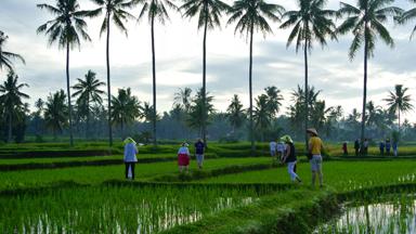 indonesie_java_rijsveld_wandelen-met-groep_w.jpg