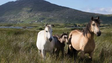 ierland-galway-connemara-dier-pony-meer.jpg