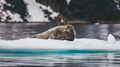 noorwegen_spitsbergen_algemeen_baardrob_dier_ijs_GettyImages-1027810600