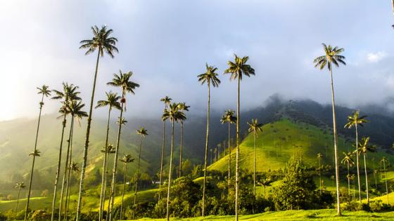 colombia_valle-de-cocora_waspalmen_gebergte_wolk_groen_b