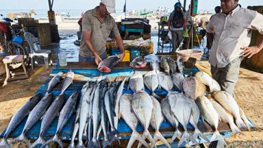 Sri Lanka 2019 092