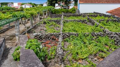 portual_azoren_terceira_biscoitos_wijnbouw_lavamuurtjes_huizen_shutterstock_1927138100