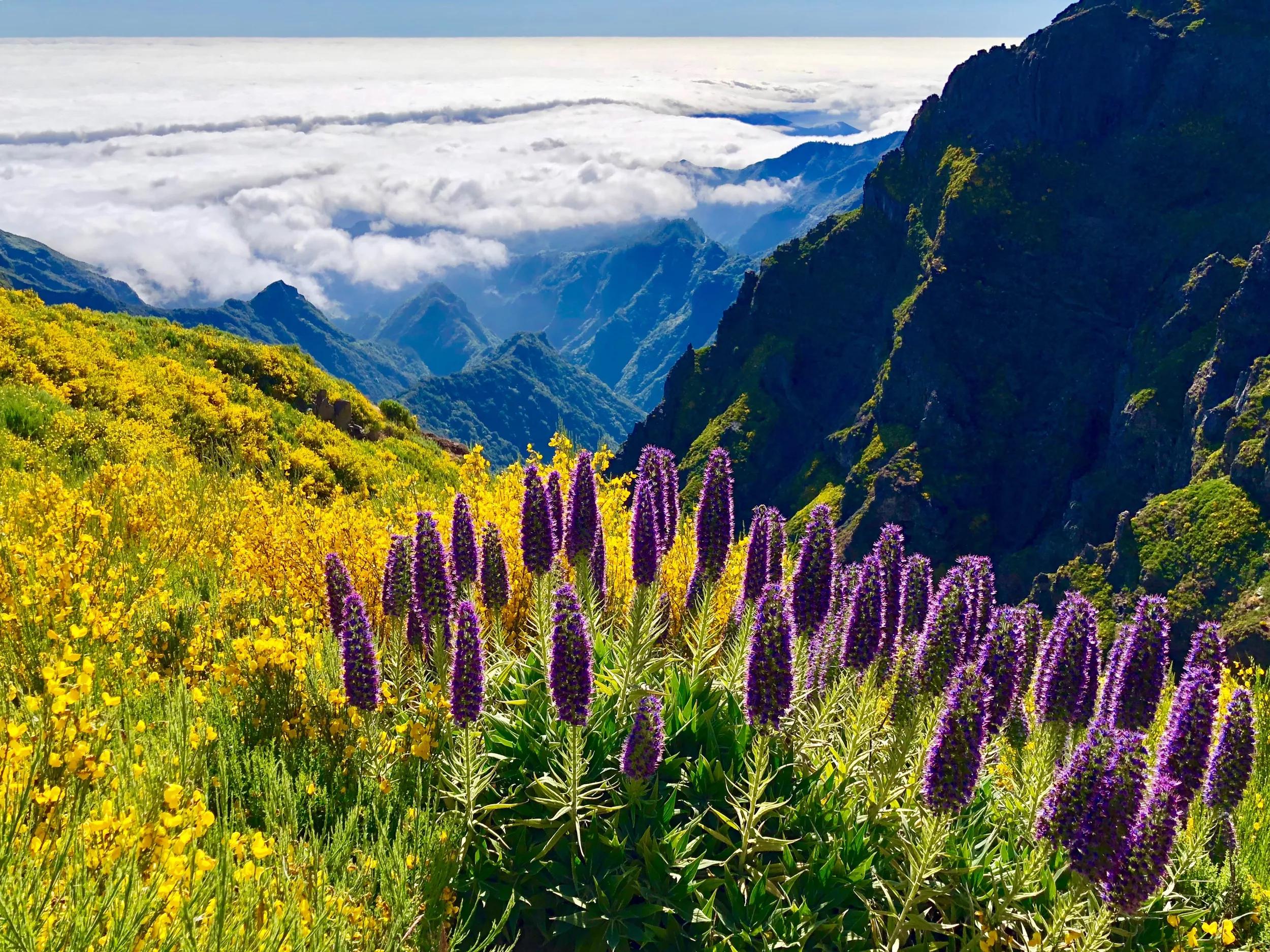 Photo Taken In Funchal, Portugal