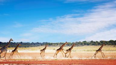 namibie_etosha-national-park_giraffen_b