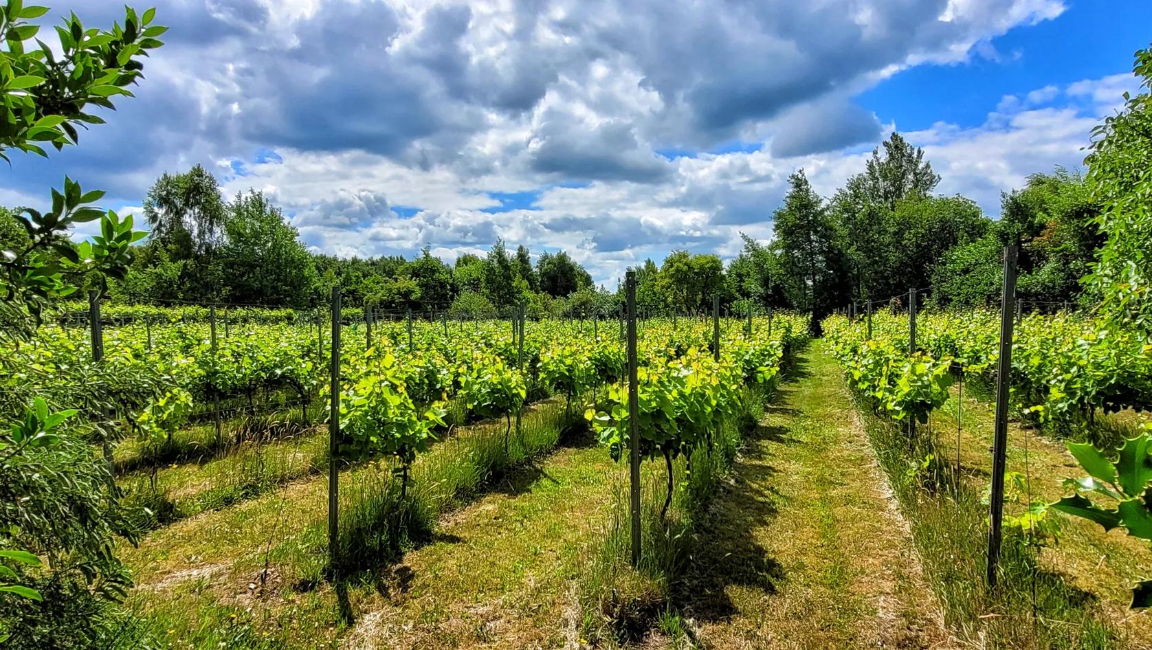 Wandelroutecontroleur: Wijnwandelroute Ruinen