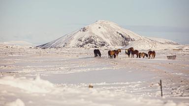 ijsland_noord-ijsland_myvatn-paarden-winter