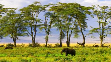 tanzania_ngorongoro_krater_afrikaanse-olifant_getty