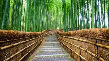 japan_honshu_kyoto_arashiyama_bamboebos_wandelpad_b