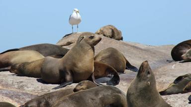 zuid-afrika_west-kaap_houtbaai_duikereiland_zeerob_1_w