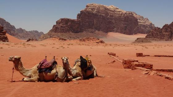 jordanie_wadirum_liggende_kamelen_2_f.jpg